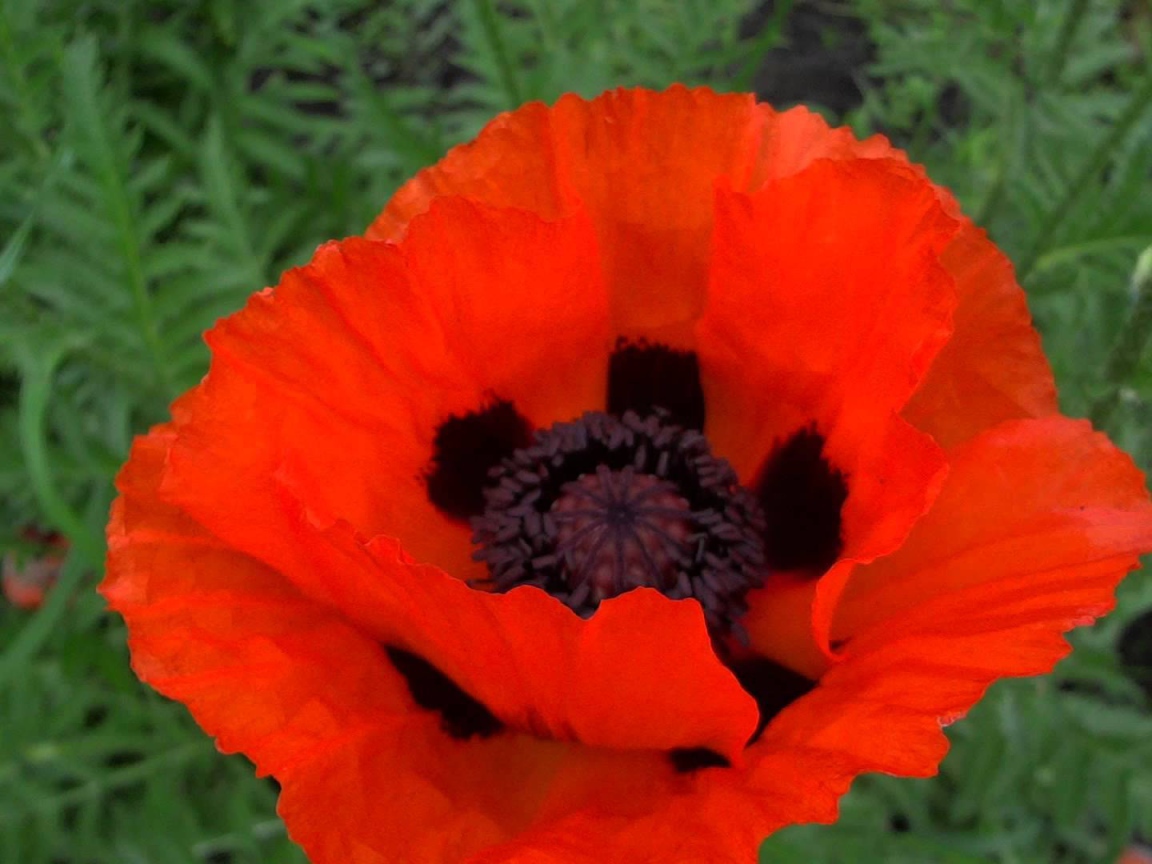 В саду красивый цветок мак