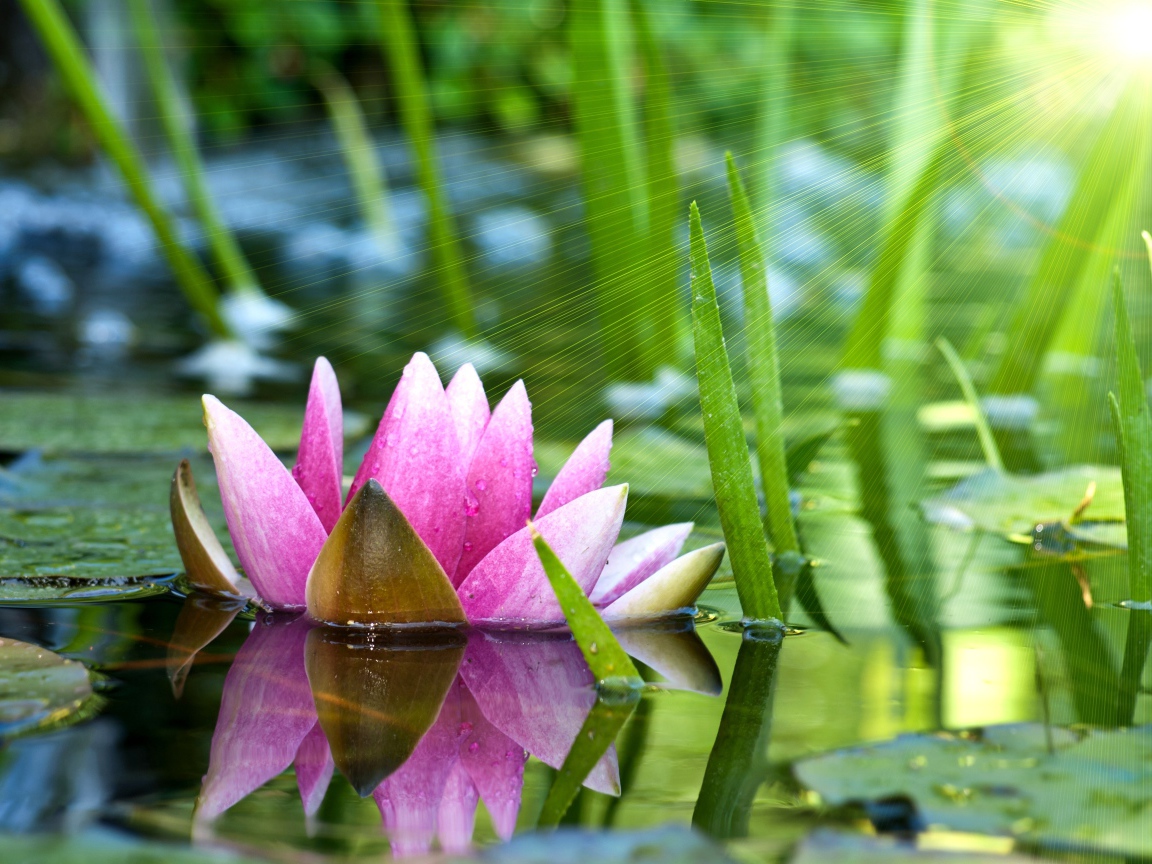 Отражение водяной лилии