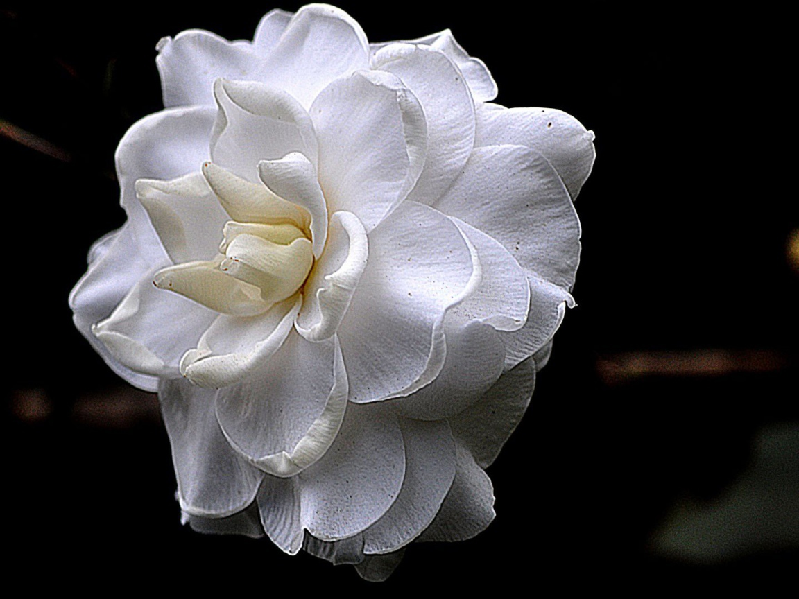 Белый цветок на черном фоне