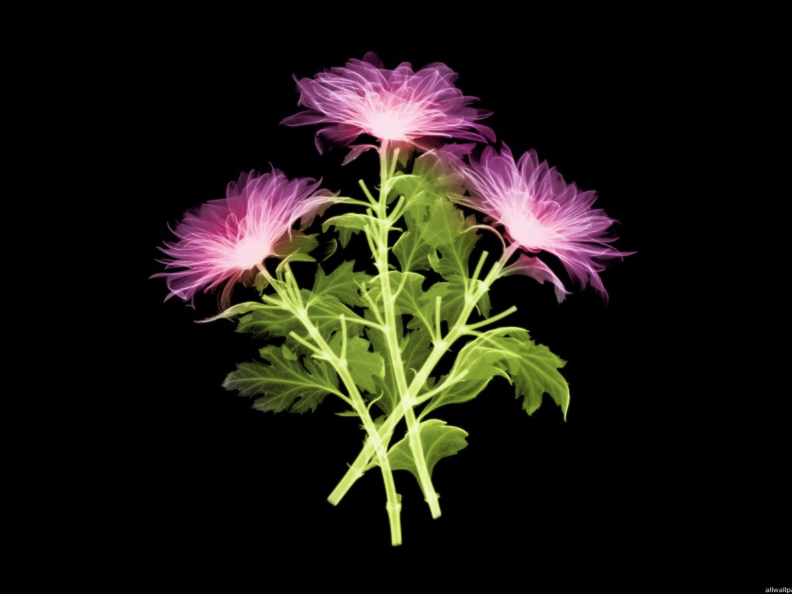 Три цветка на черном фоне