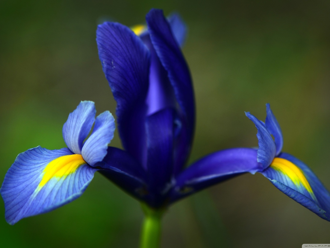 Три лепестка ириса