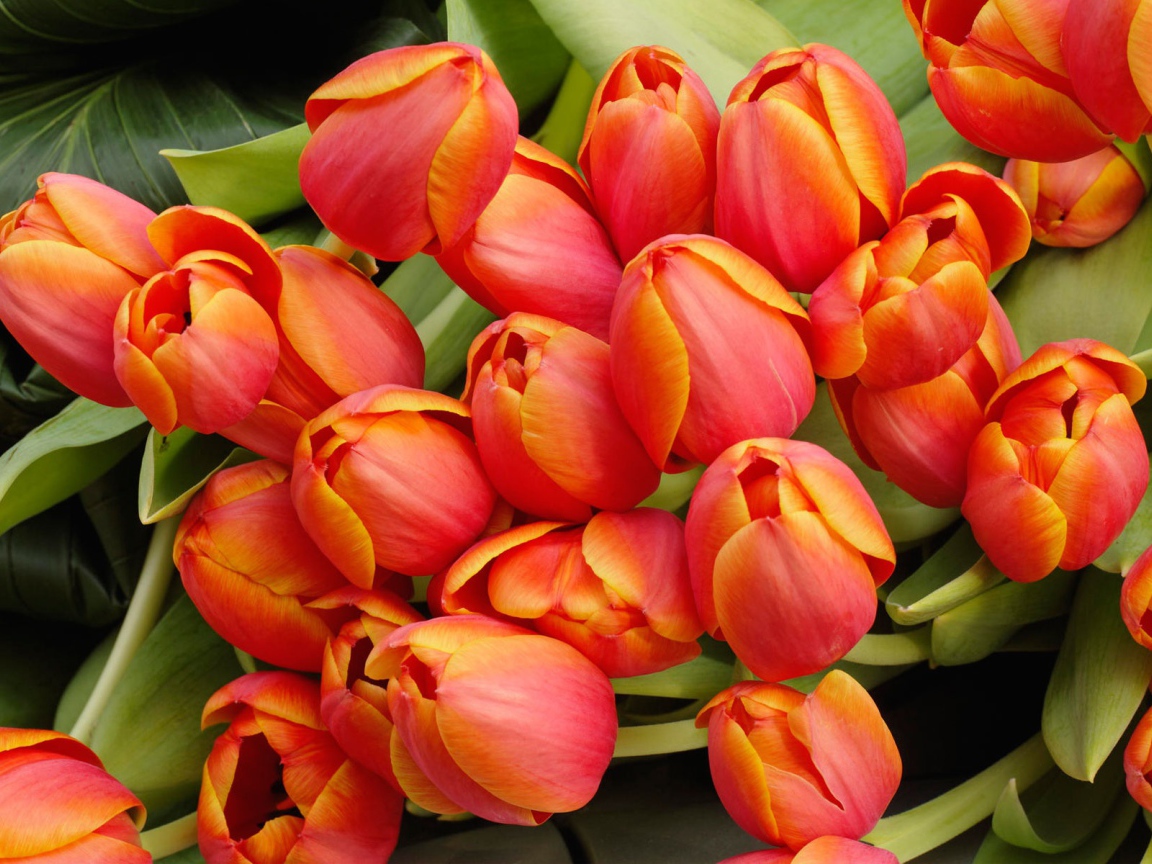 Букет тюльпанов