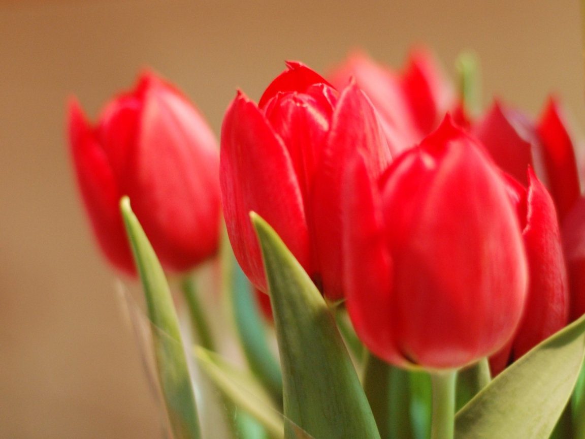 Tюльпаны