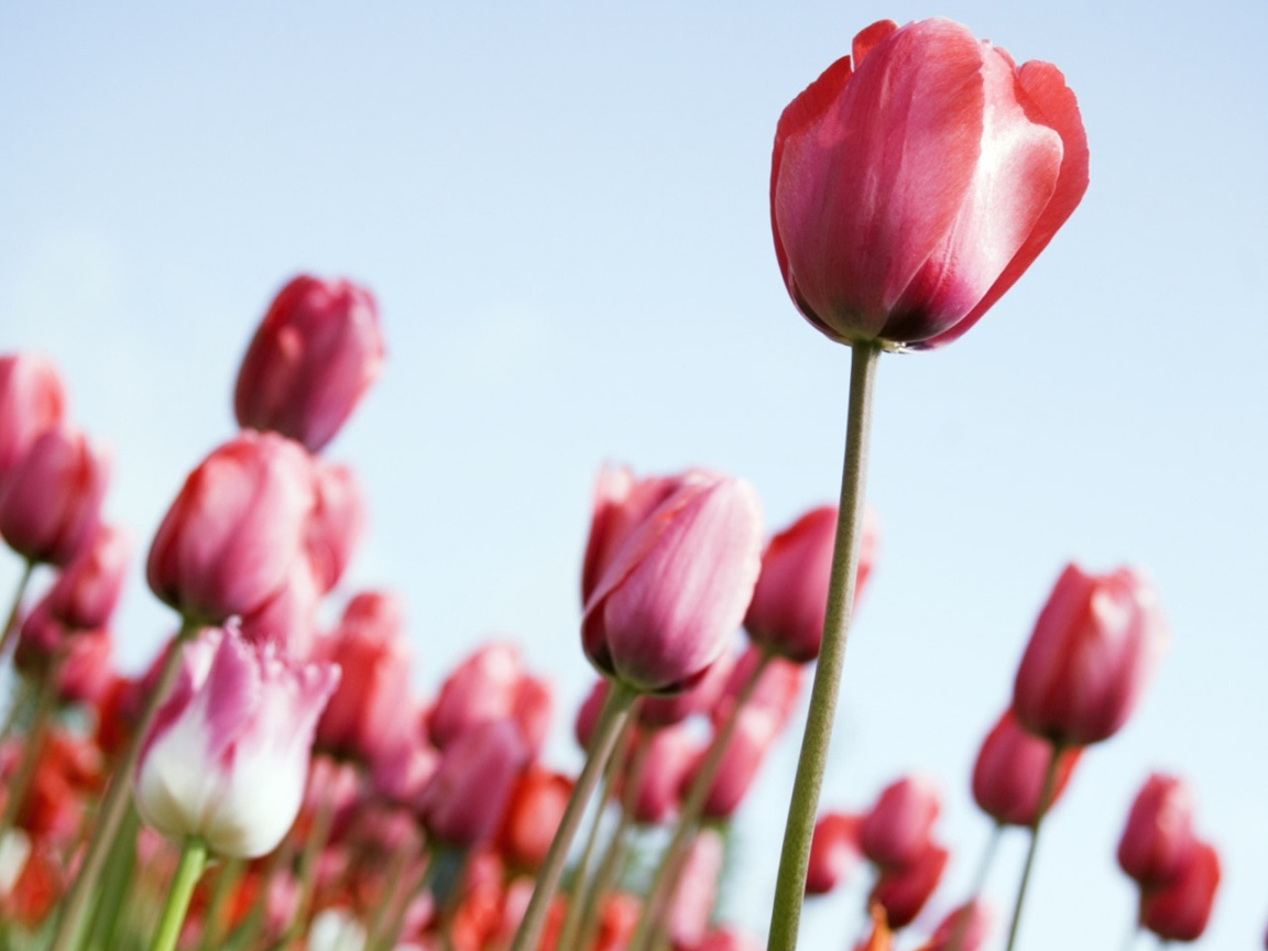 Рост тюльпанов