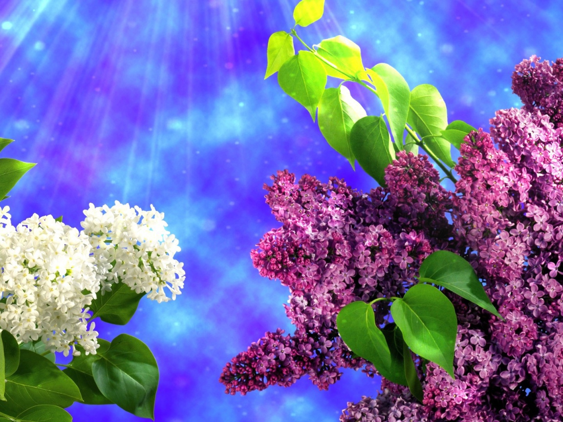 Два вида сирени