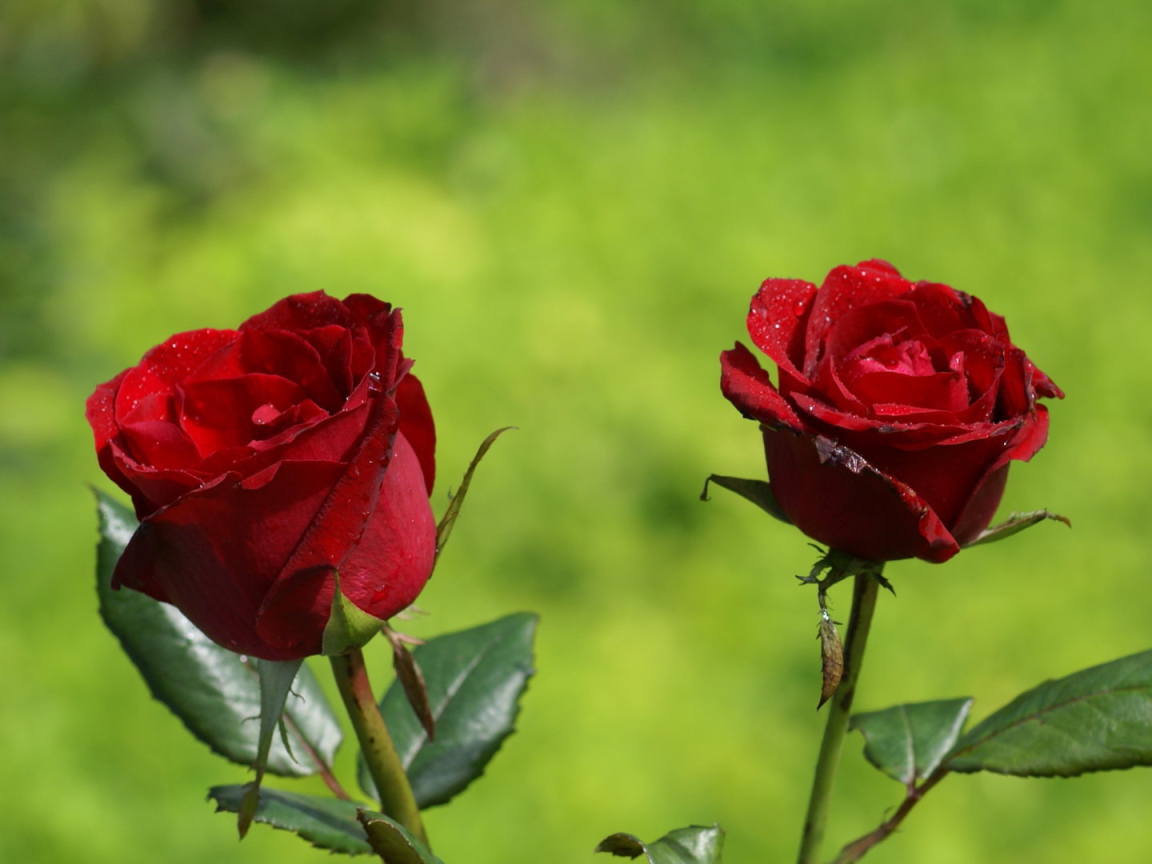 Две красные розы на фоне травы в солнечный день