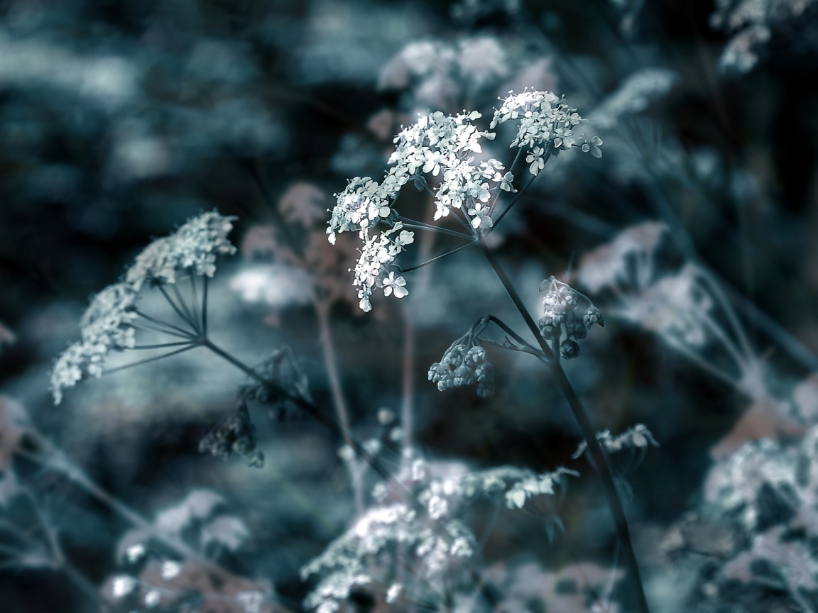 Зонтичные соцветия