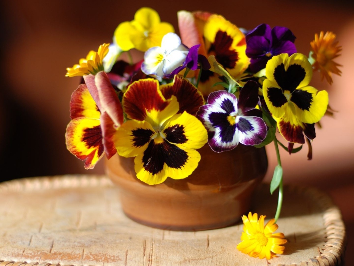 Цветы виола (фиалка,анютины глазки) дома на столе