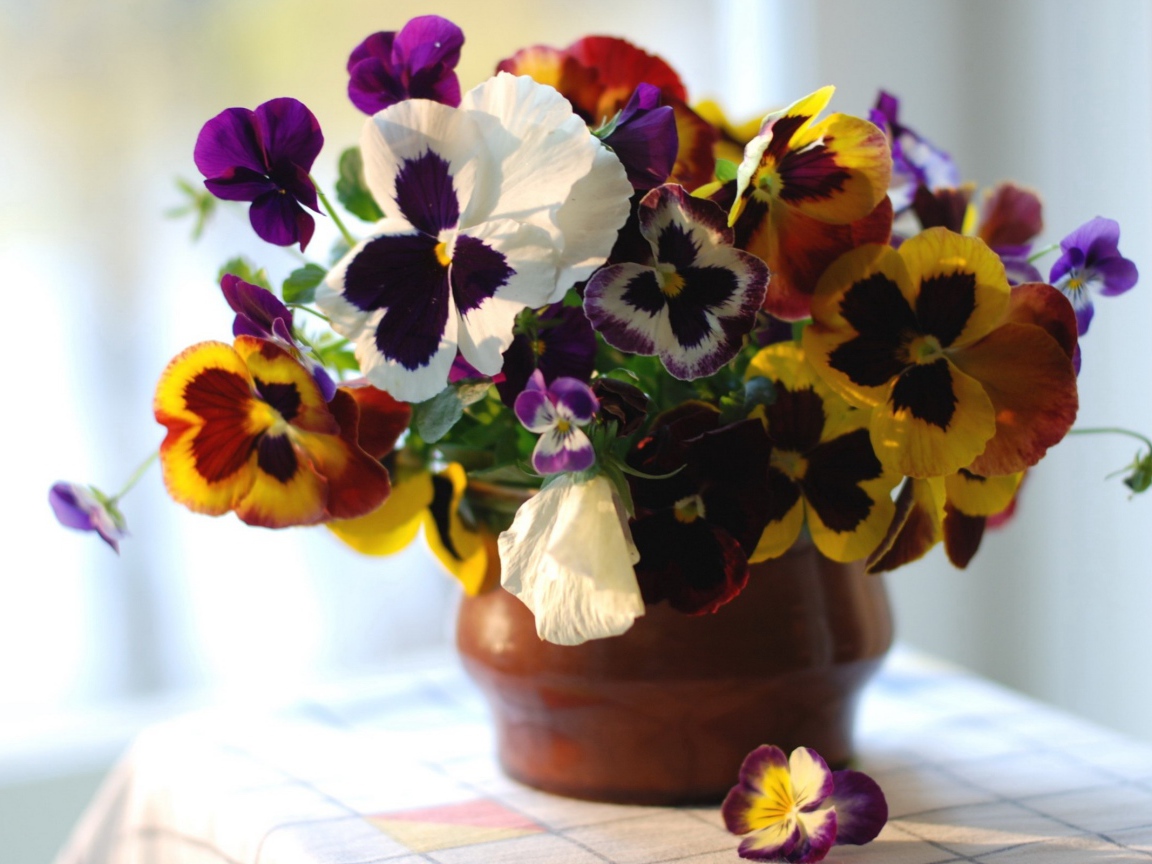 Цветы виола (фиалка,анютины глазки) в горшке