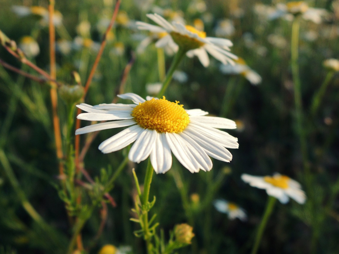 Белая ромашка на природе