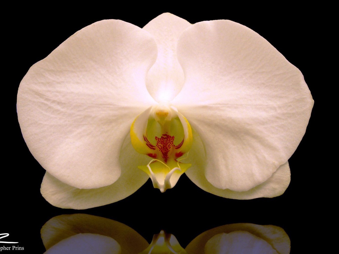 Белая орхидея на черном фоне