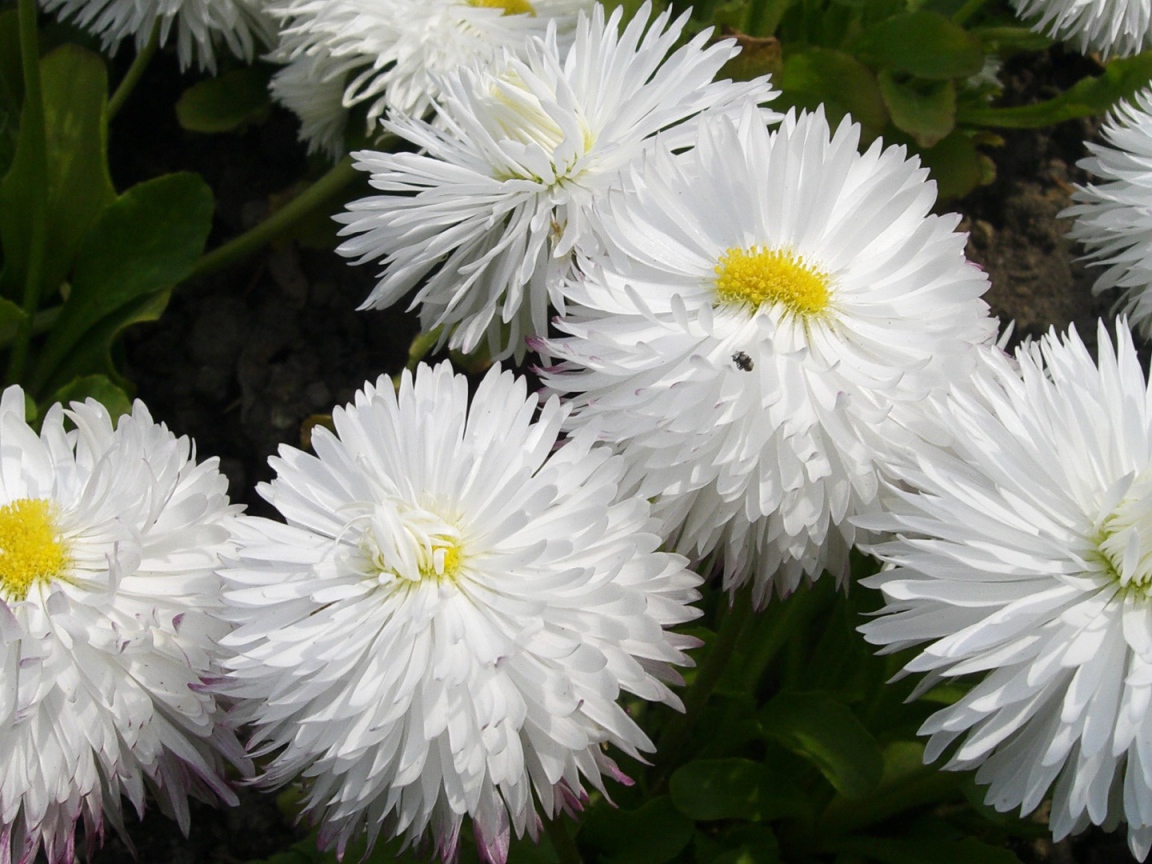 Белые пушистые цветы