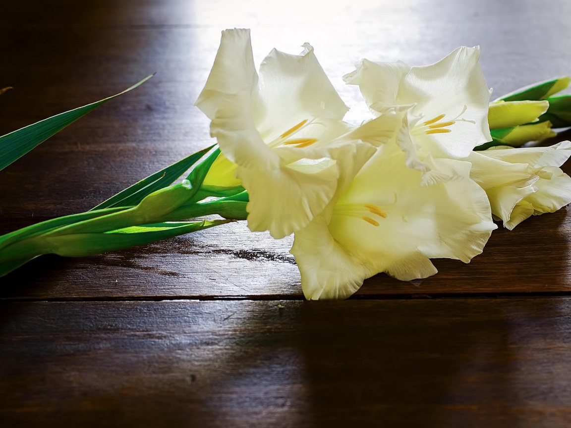 Белые гладиолусы на столе