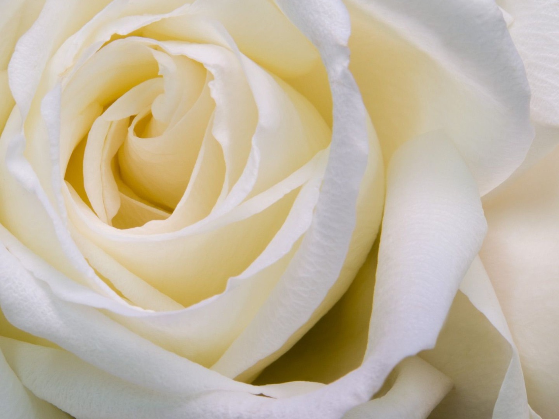 Белые розы крупным планом