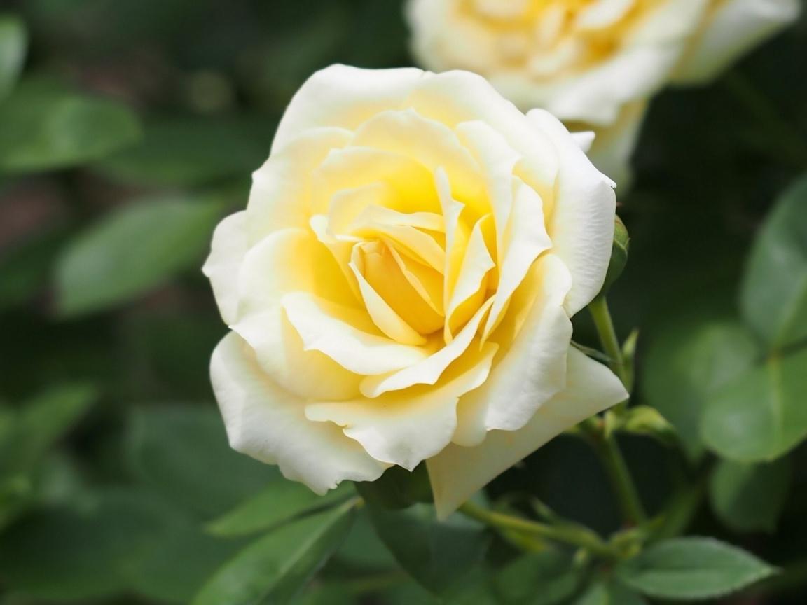 Белые розы в саду