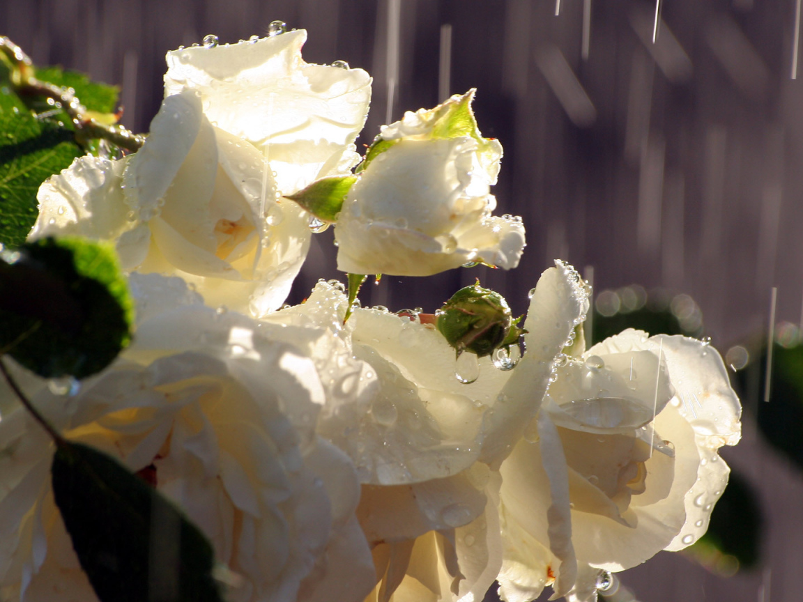 Белые розы под дождём