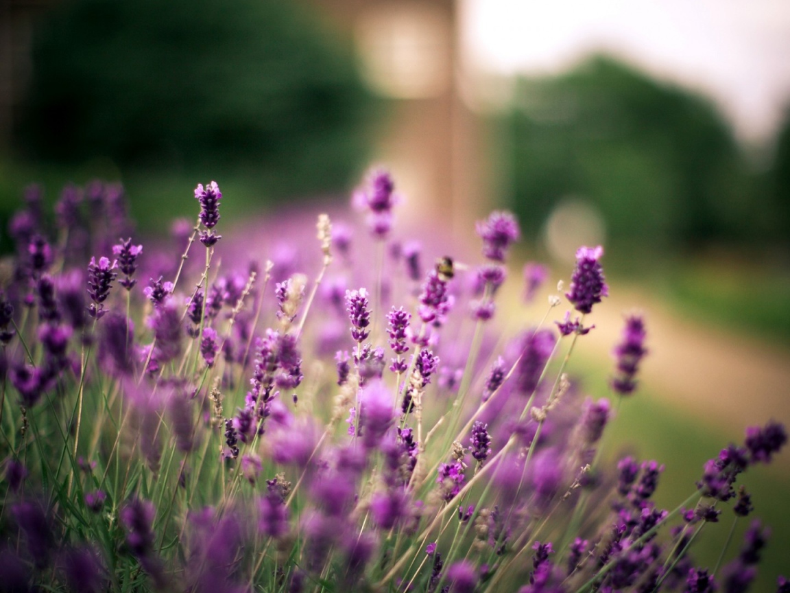 Полевые растения и ветер