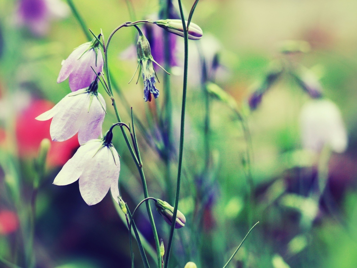 Полевые цветы колокольчики