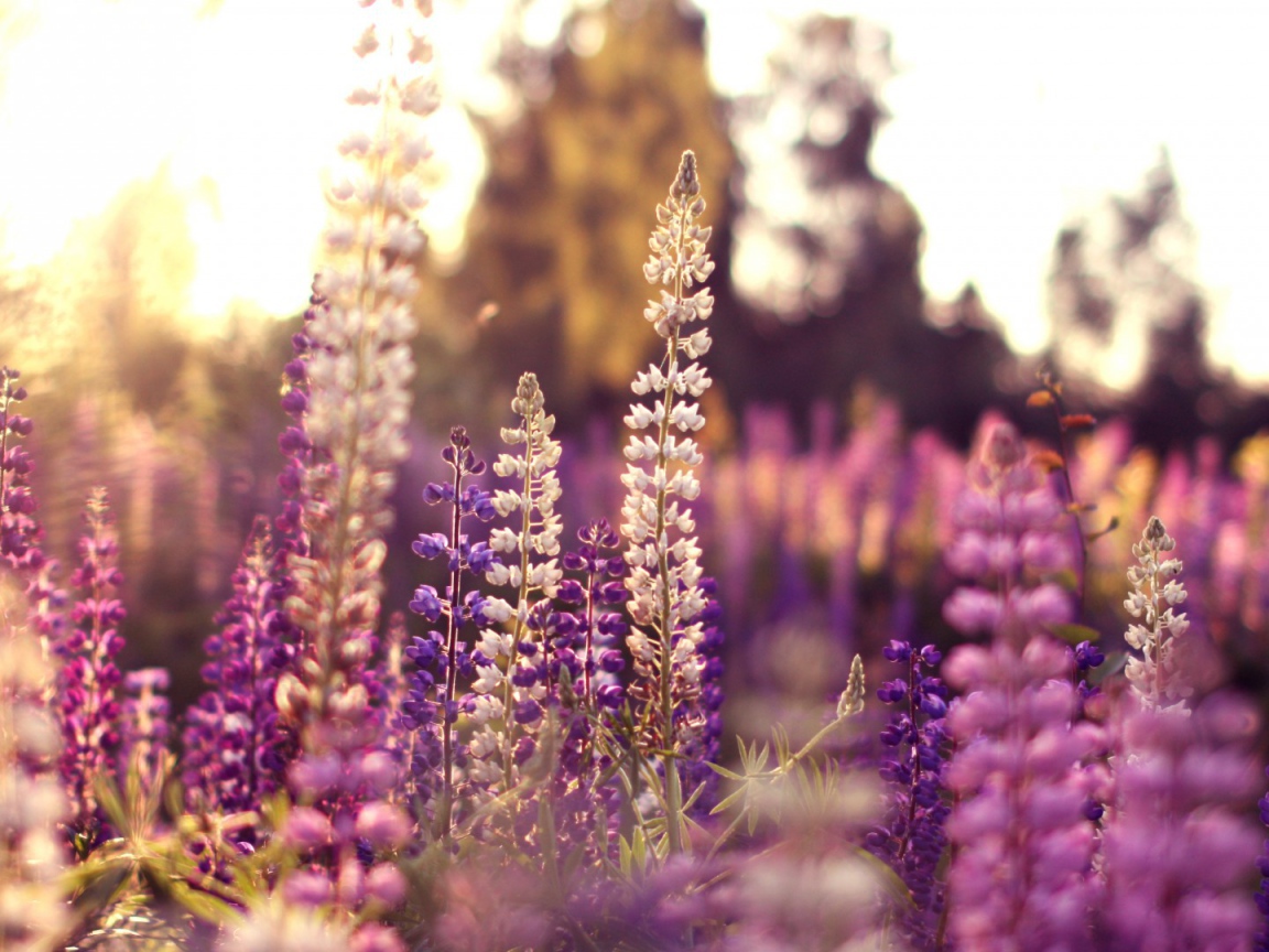 Полевые цветы в лучах солнца