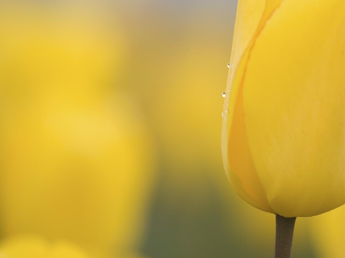 Желтый бутон