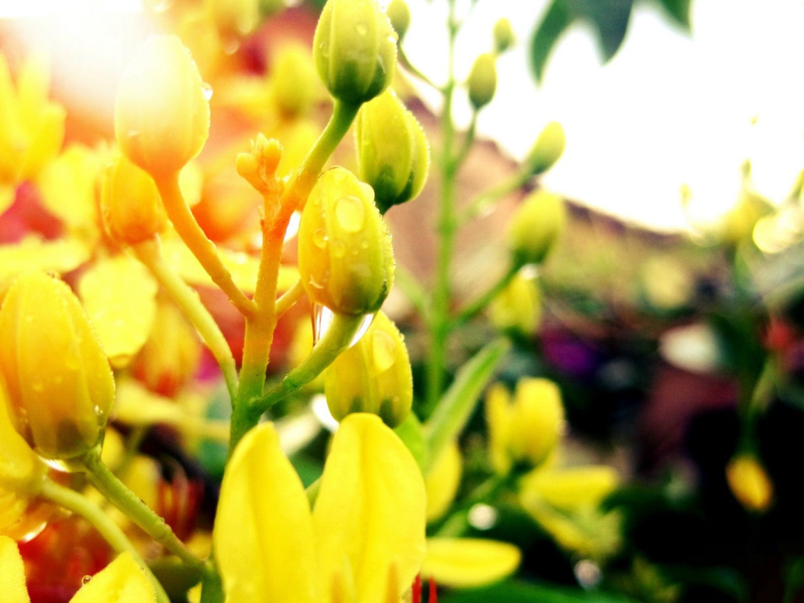 Желтые бутоны с каплями воды