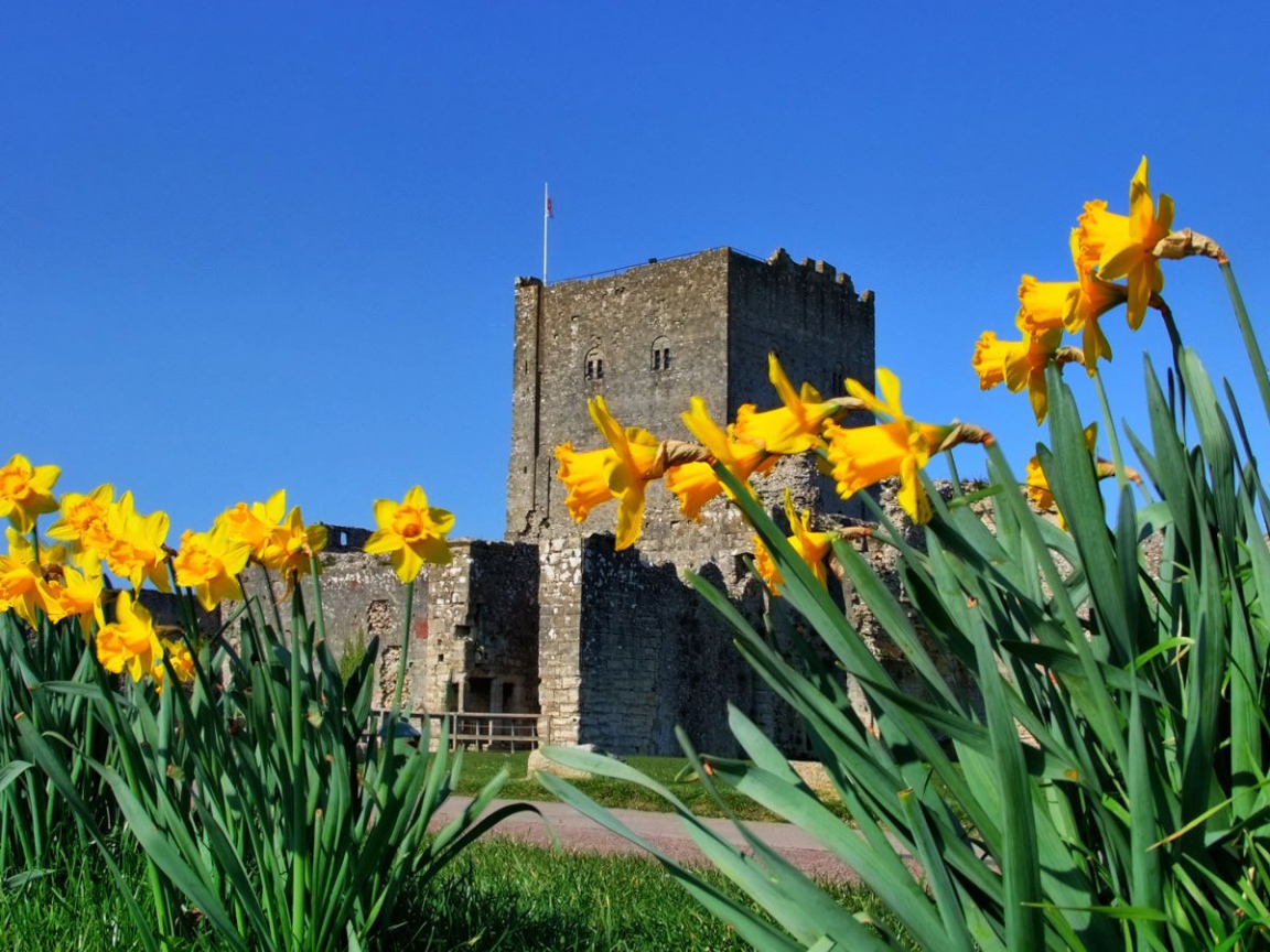 Желтые цветы у крепости