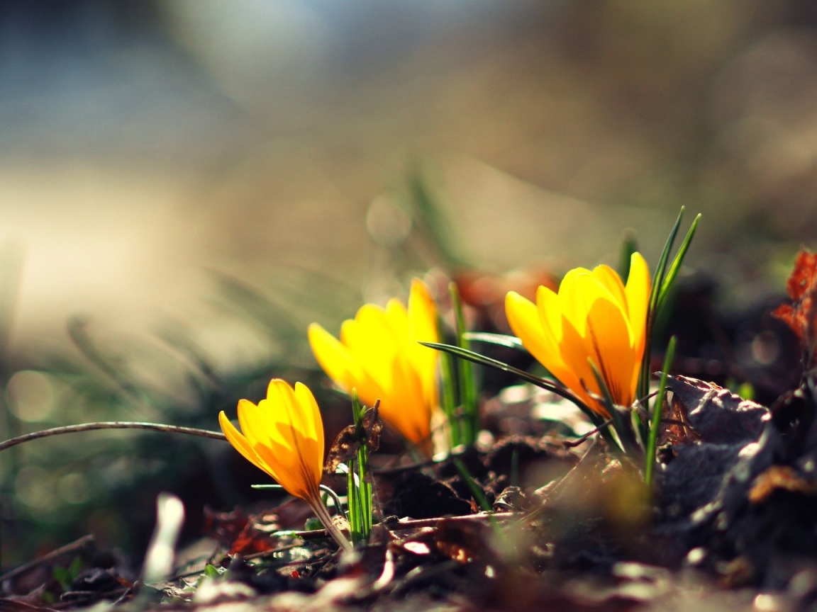 Жёлтые фонари