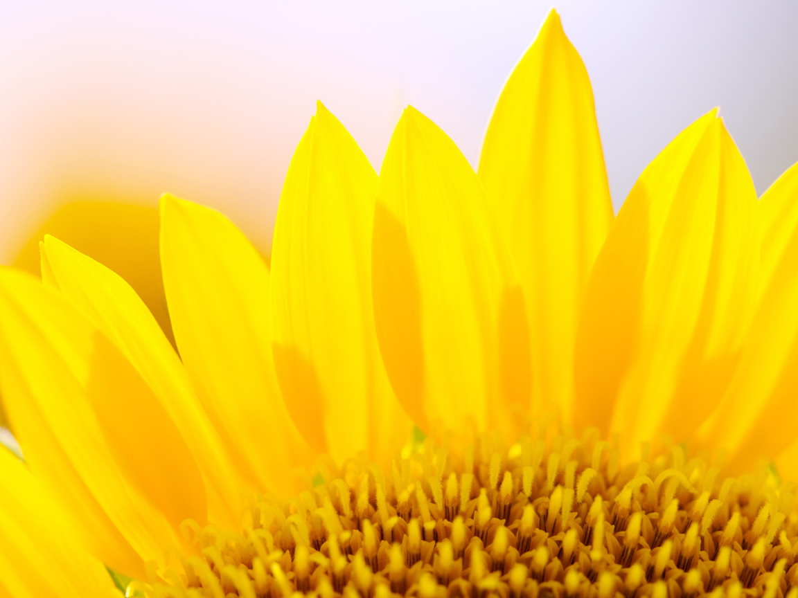 Желтые лепестки цветка подсолнуха