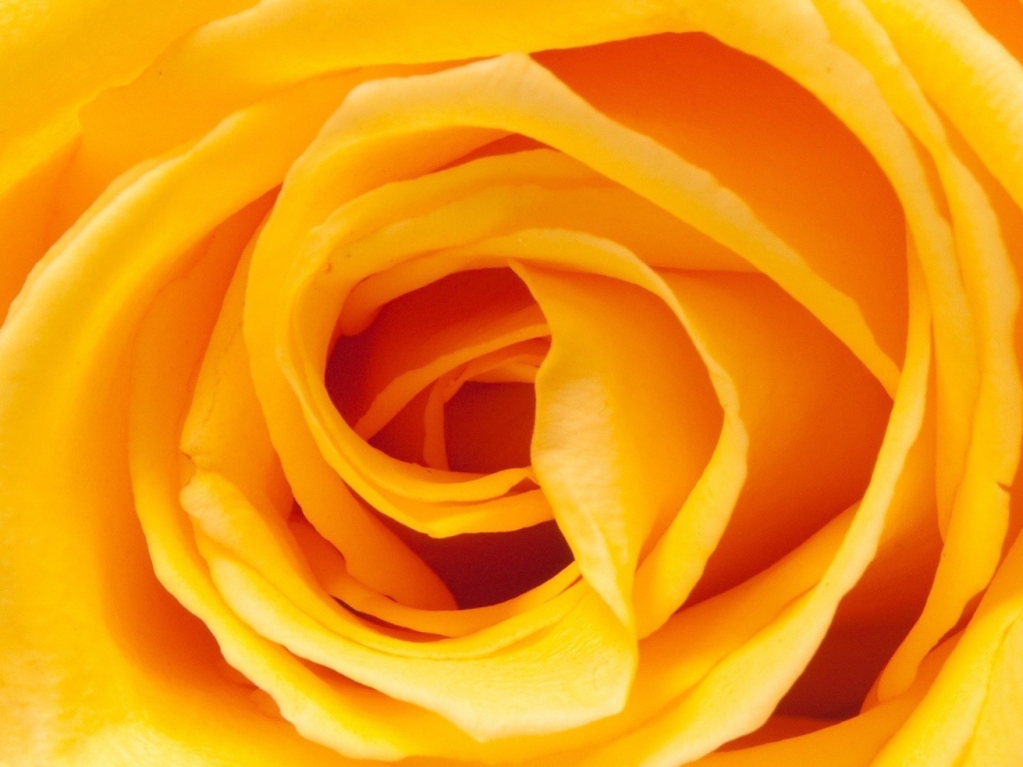 Жёлтая роза, сердцевина