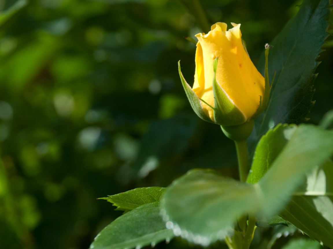 Жёлтая роза цветёт