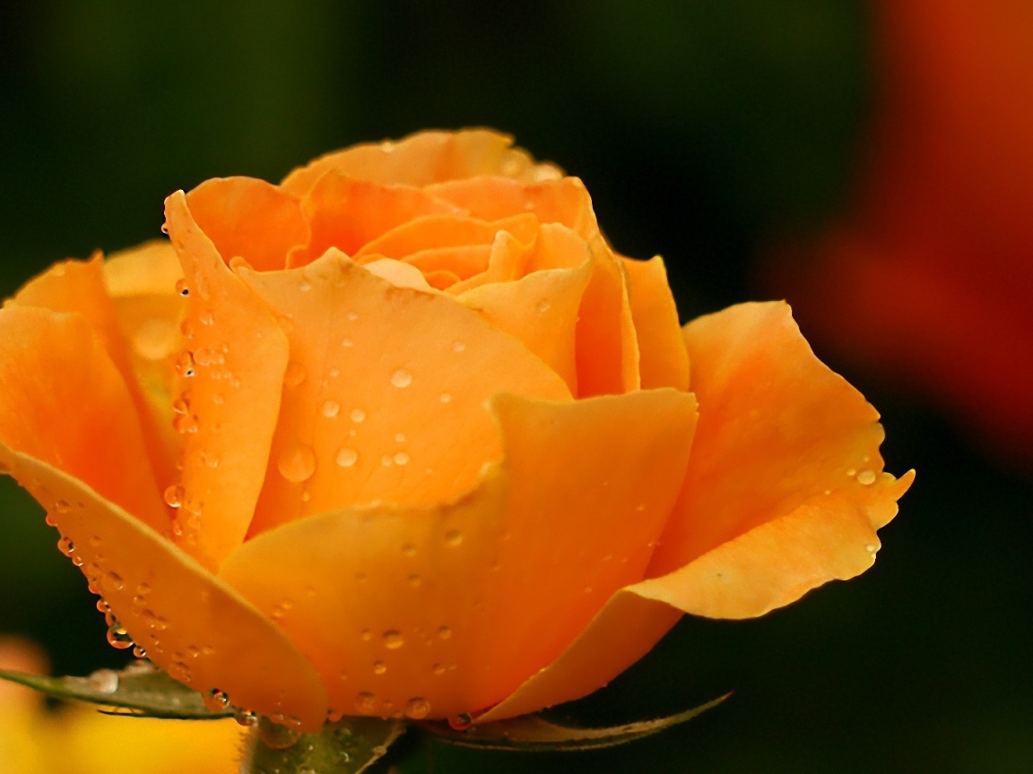 Жёлтая роза в саду после дождя