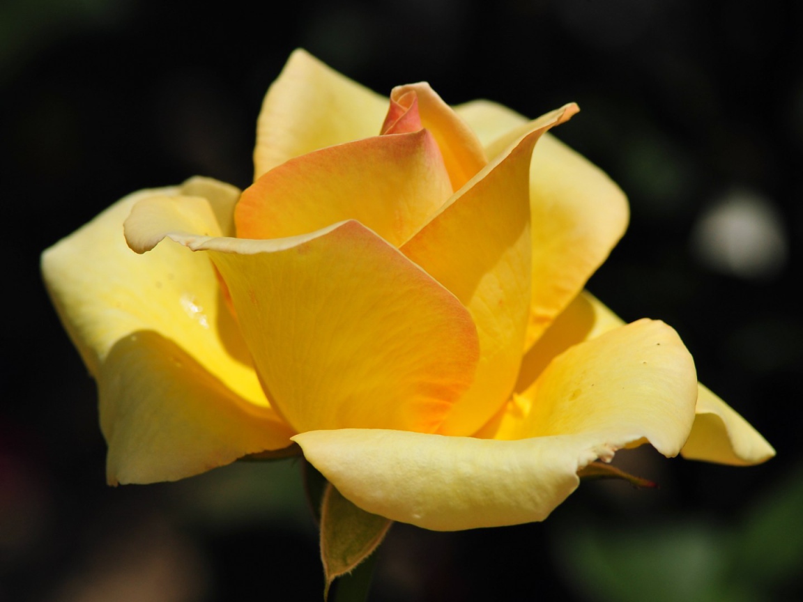 Жёлтая роза на фоне сада