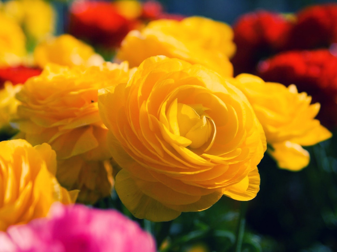 Жёлтые розы распустились в саду