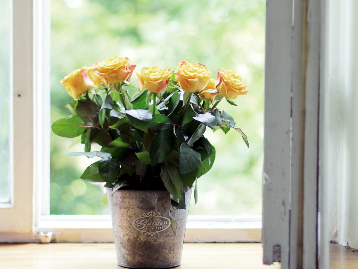 Жёлтые розы в горшке на подоконнике