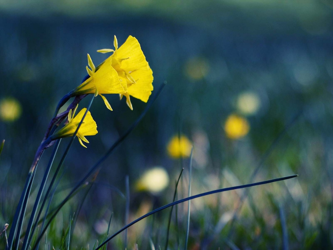 Желтые полевые цветы