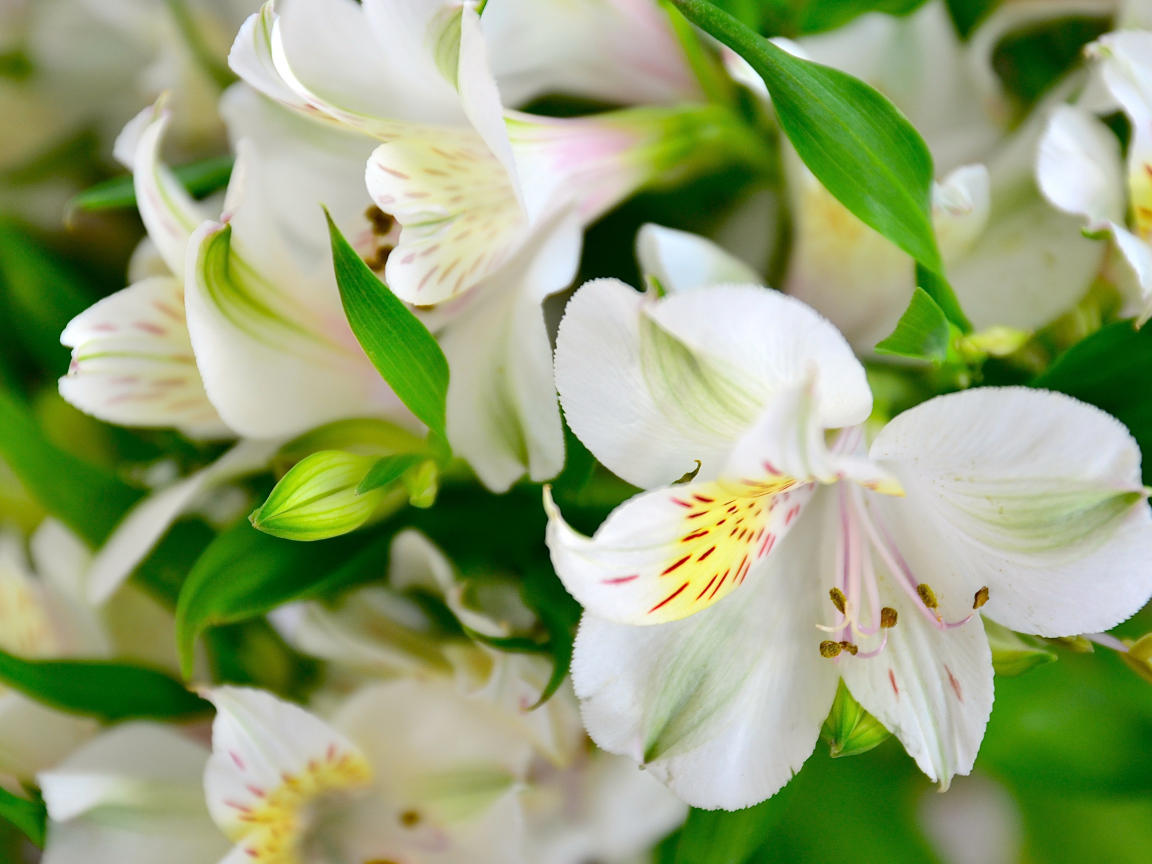 Молодые белые лилии