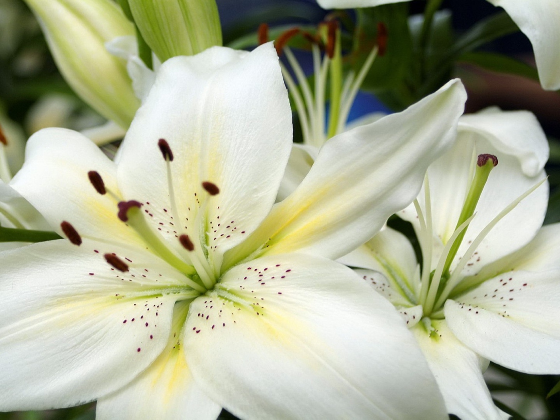 Большие белые лилии