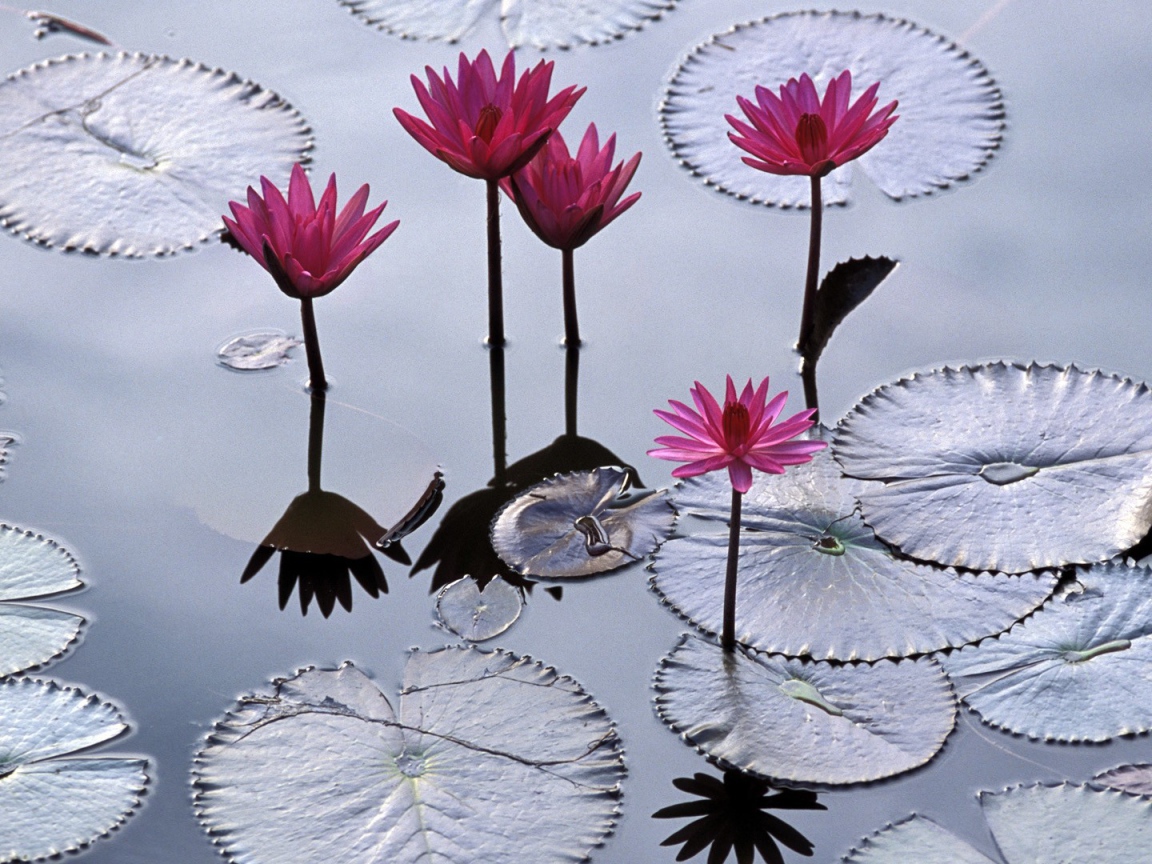 Водяные лилии во Вьетнаме