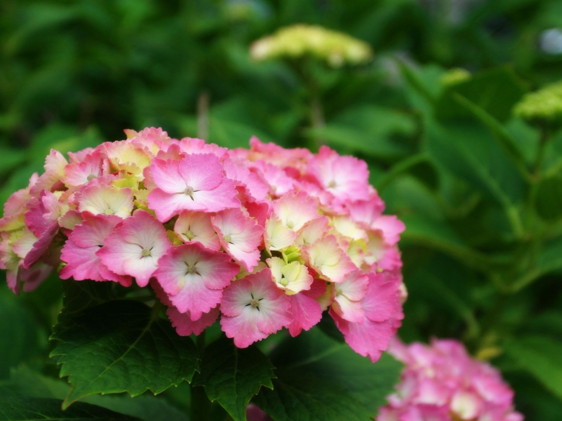 Желто розовые цветы