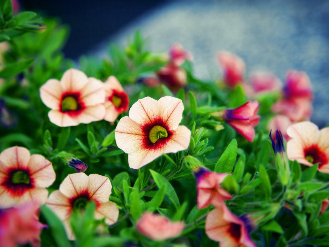 Букет красивых цветов