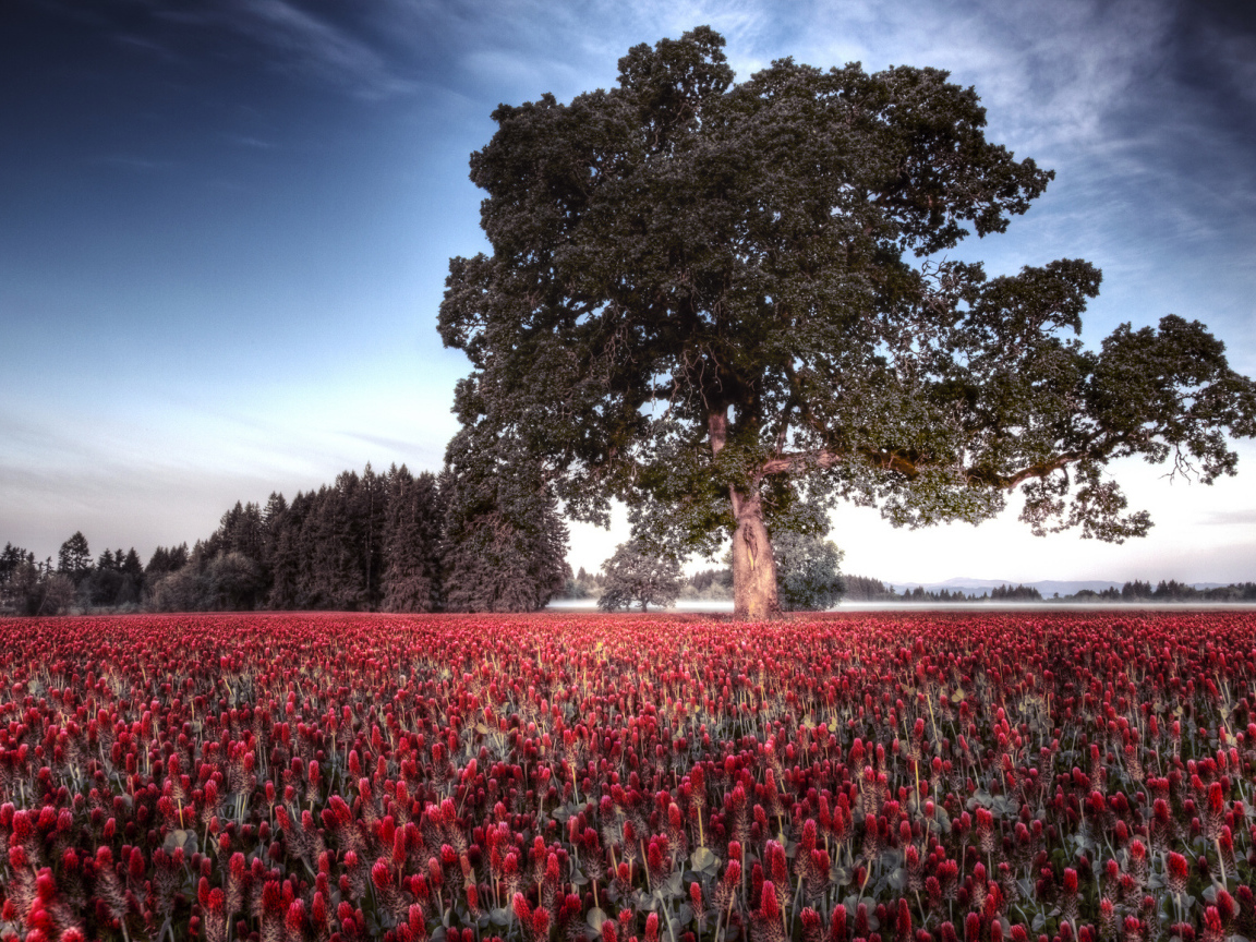 Большое дерево на поле цветов