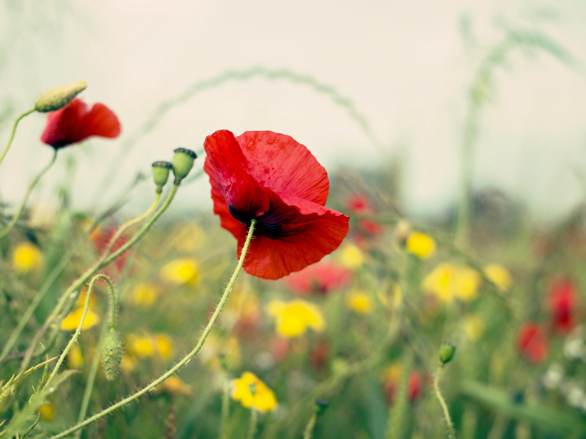 Цветущий мак на поле