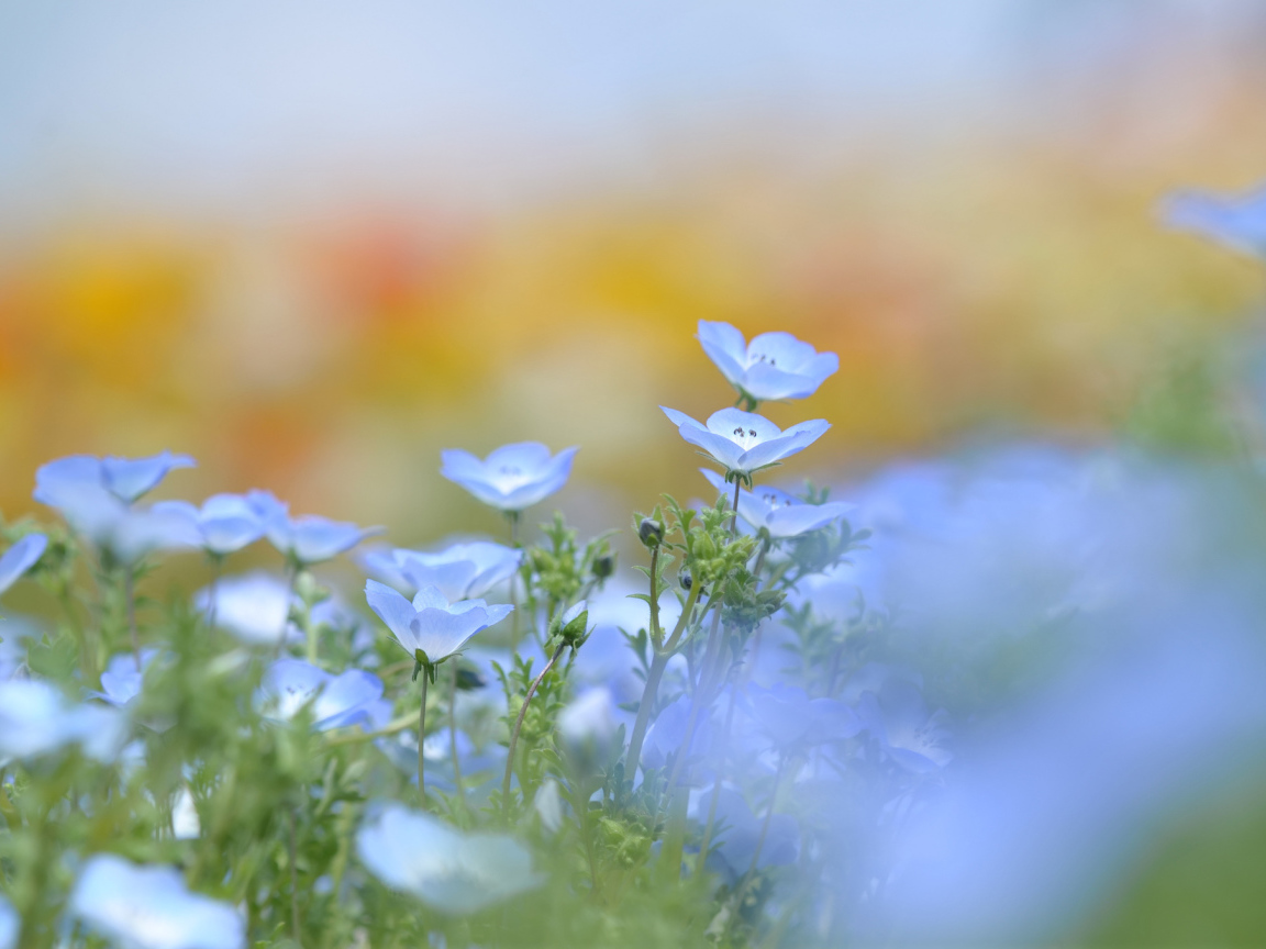 Голубые цветки льна