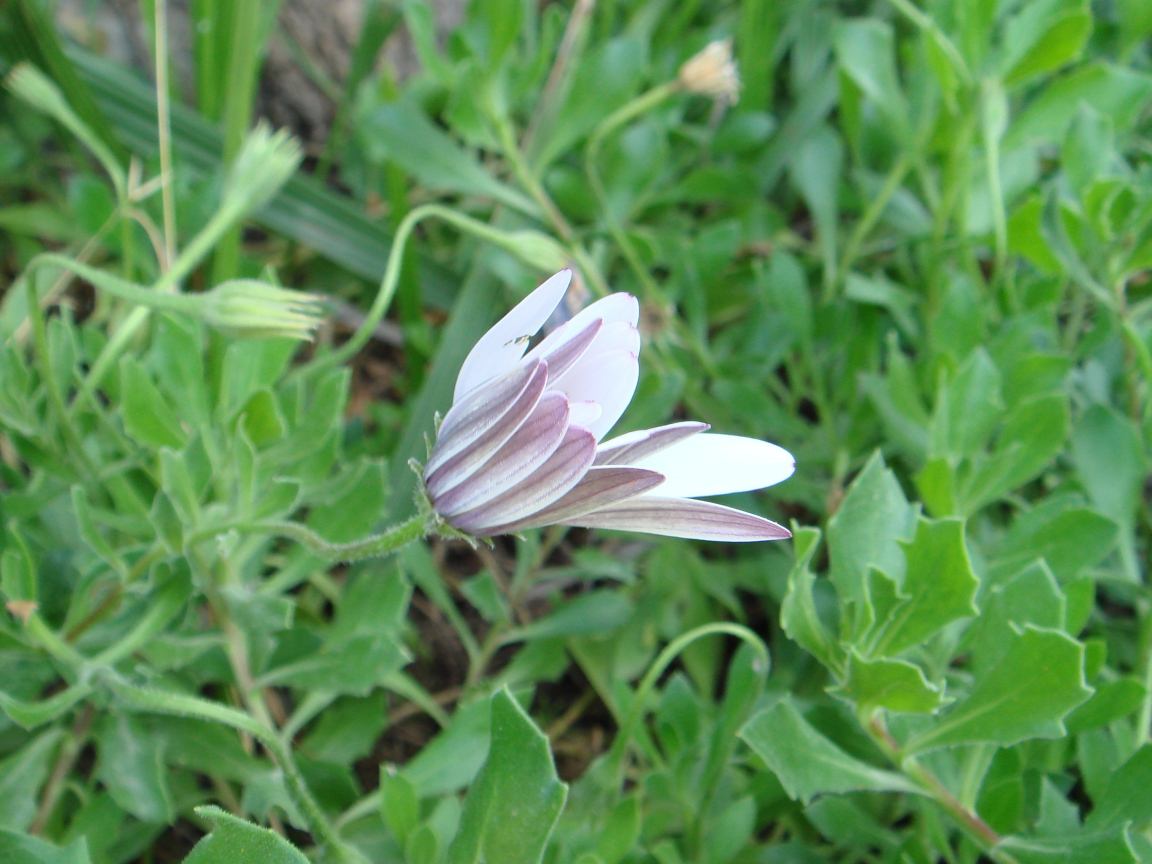 Нежный розовый цветок