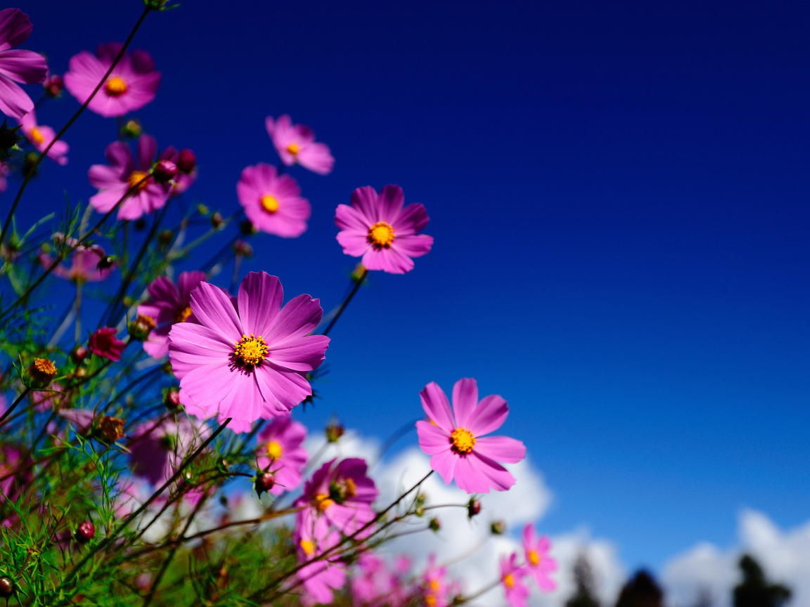 Цветы Космея