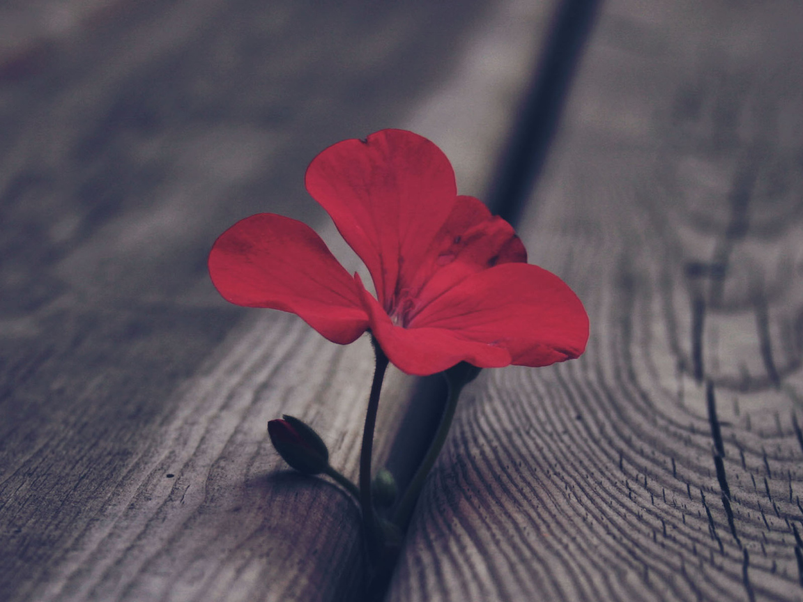 Цветок герани