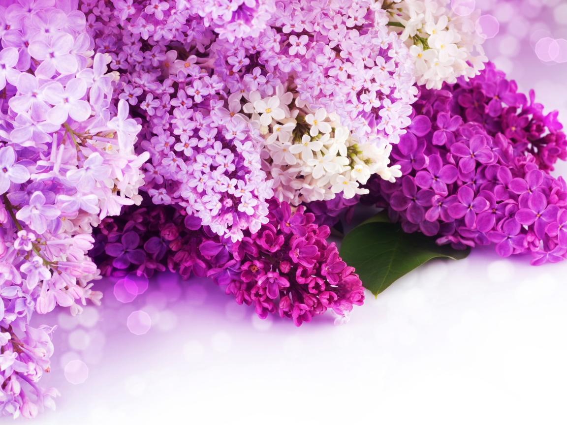 Цветы сирени