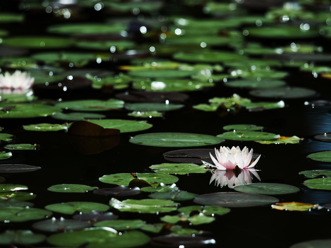 Лилии на темной воде