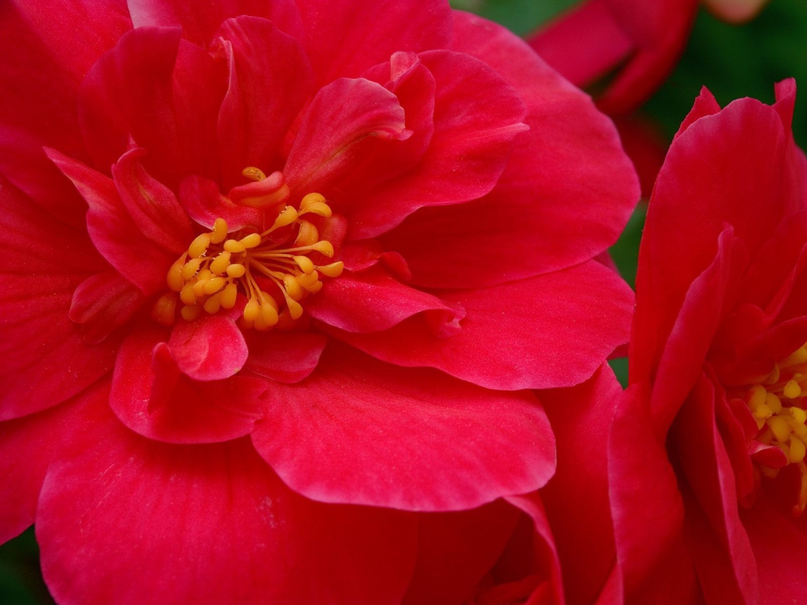 Красные большие цветы