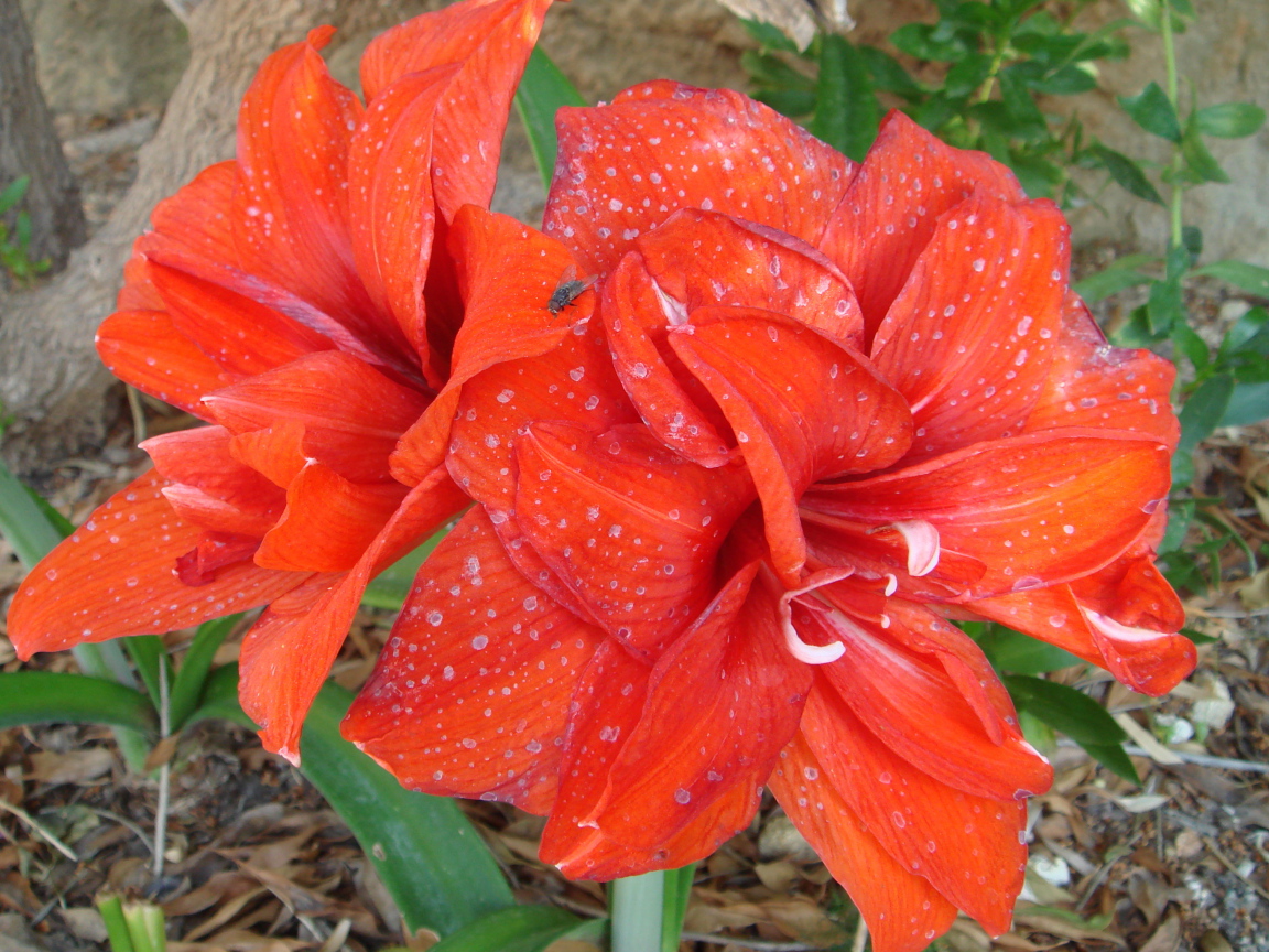 Красные цветы с каплями